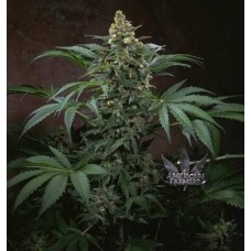 Фотопериодные (регулярные) семена конопли Cемя марихуаны Bubblegum